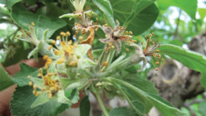 Integrating Control Methods to Tackle Fire Blight