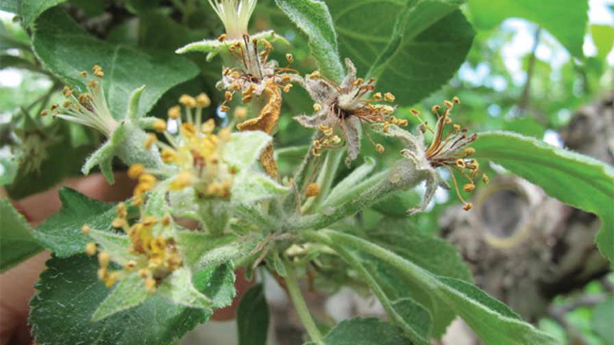 Integrating Control Methods to Tackle Fire Blight