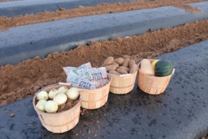 Prior to the rupture, NAPI grew only five crops. Starting this year, it is diversifying its crops, and trialing new crops to grow in 2018 and beyond.