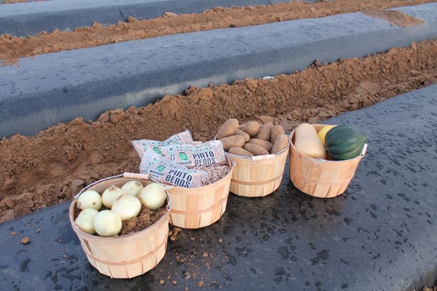 Prior to the rupture, NAPI grew only five crops. Starting this year, it is diversifying its crops, and trialing new crops to grow in 2018 and beyond.