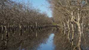 Walnut Crop Expected to be Down 5%