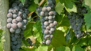 Cornell University Wants You to Name That Grape