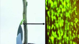 How Scientists Are Defeating the Citrus Psyllid with Genetics