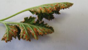 Don’t Be Fooled By Rust in Your Brambles