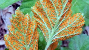 Orange Rust Management Tips for Brambles
