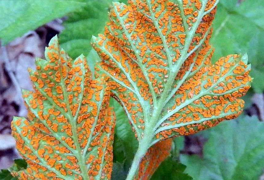 New Digital Diagnostic Tool for Berry Growers