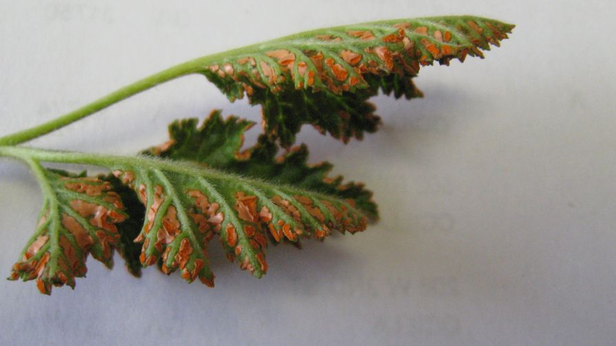 Don’t Be Fooled By Rust in Your Brambles
