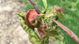 Keep an Eye out for Peach Leaf Curl