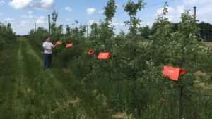 Study Suggests Closer-Proximity Lures Help Increase Insect Pest Catches
