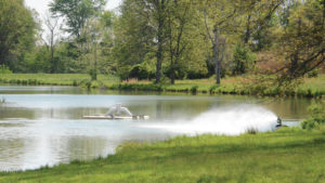 Water is a Must for Berry Crops