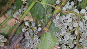 Powdery Mildew Management Tips for Vineyards