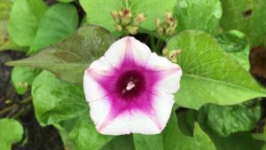 Florida Growers and Researchers Unearthing Sweet Potato Potential