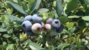 Southern Highbush Berries Have Turned the Blueberry World Upside-Down