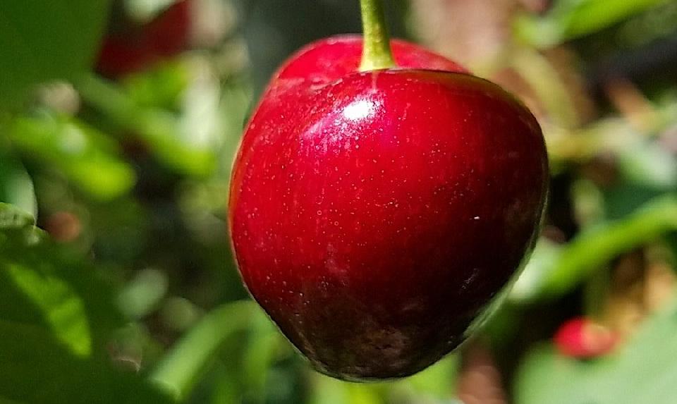 $1.9M Investment in Crop Cuticle Care Company to Speed Up Production