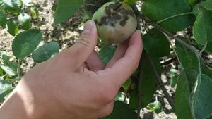 EPA Reviews Captan Fungicide for Specialty Crops