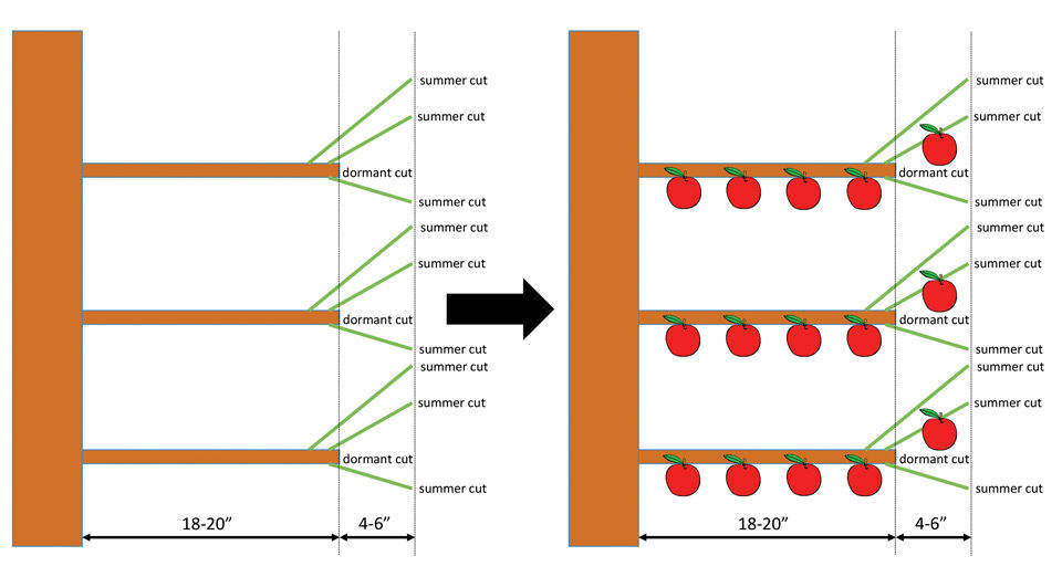 Figure 4: Tall Spindle Tree Converted