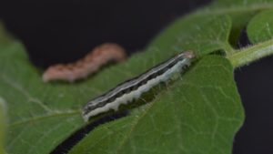 DiPel Biological Insecticide Reaches 50th Anniversary Milestone