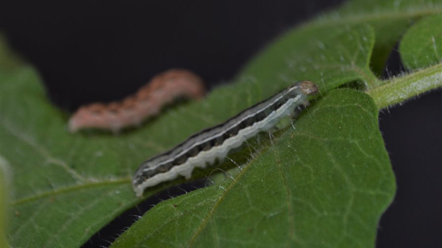 DiPel Biological Insecticide Reaches 50th Anniversary Milestone