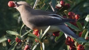 The Top Crop Protection Issues Fruit and Nut Growers Are Dealing With Today
