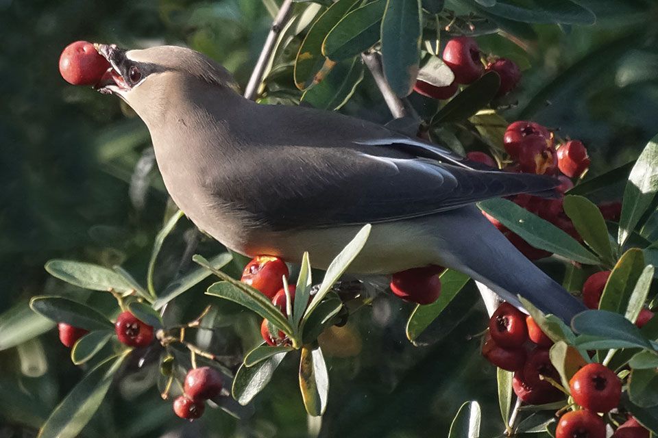 cedar waxwing eating a berry
