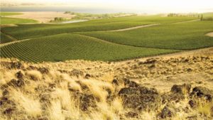 Climate Doesn’t Weigh Heavy On Ste. Michelle Wine Estates