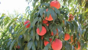 Southeast Peach Prices Soar with Small Crop