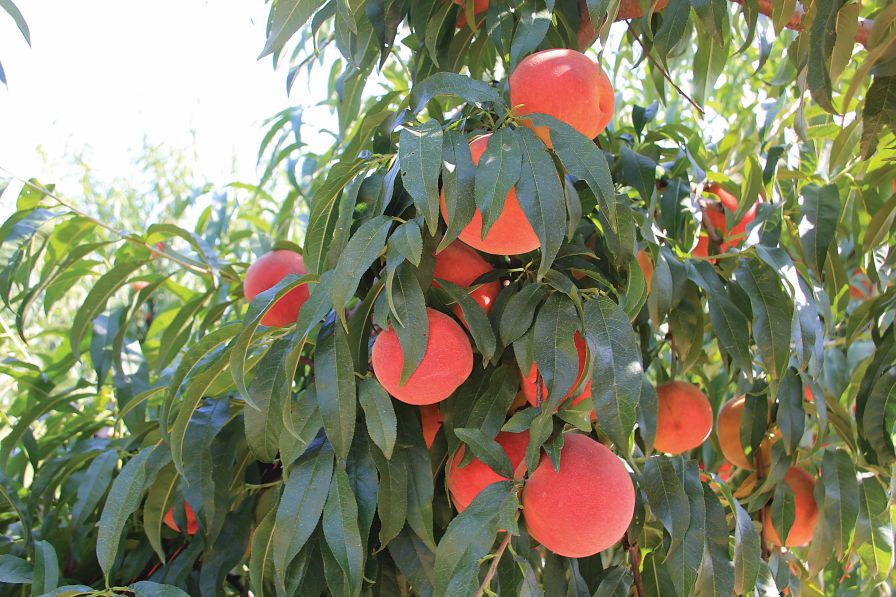 Clemson Peach Breeding Hones in on Disease Resistance, Flavor