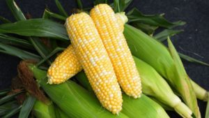 Variety Specs | Production Tips: Corn ‘Anthem XR’ from Rispens Seeds
