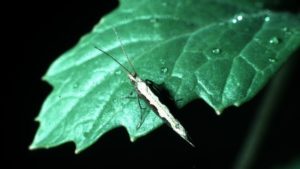 Vegetable Field Scouting Guide: Diamondback Moth