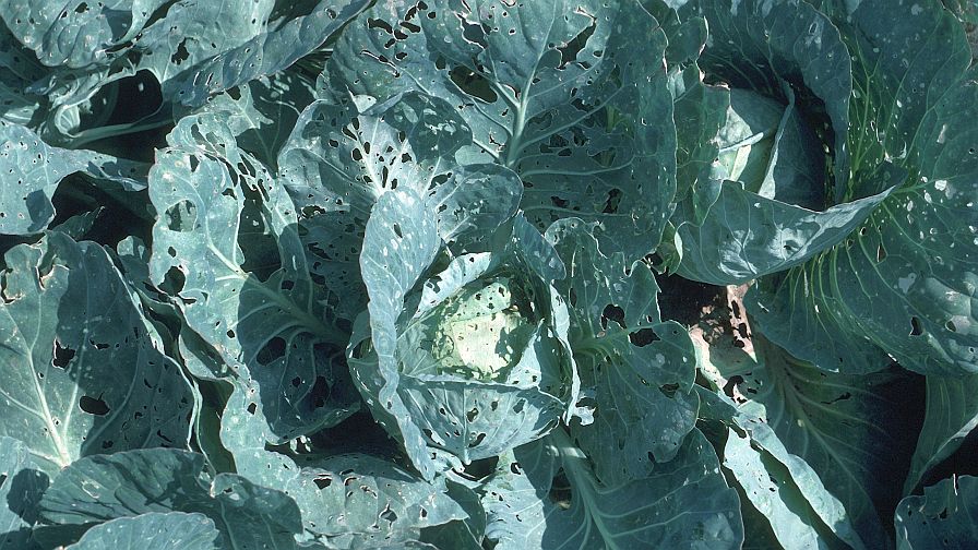 Vegetable Field Scouting Guide: Diamondback Moth