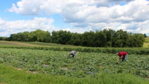 No Changes To Overtime a Win for New York Farmworkers