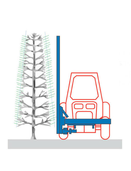 Figure 3: New Shoots Following Hedging