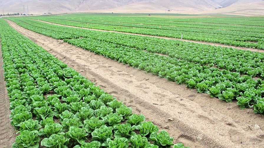 New Intel on Single vs. Multiple Crop Production a Surprise