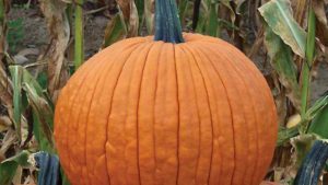 23 Of The Latest Pumpkin Varieties