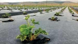 Tips to Control Rodents in Drip-Irrigated Strawberries