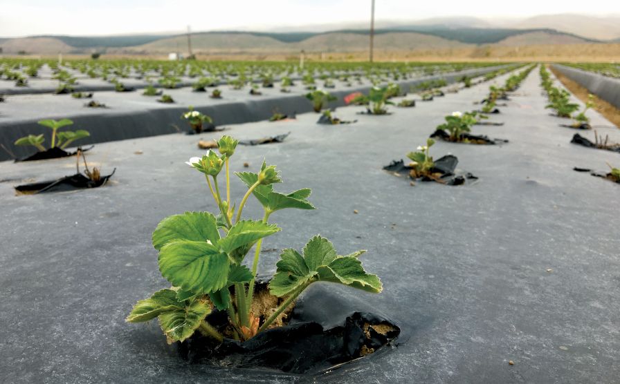 $8.8 Million Awarded to Support Strawberry Innovation