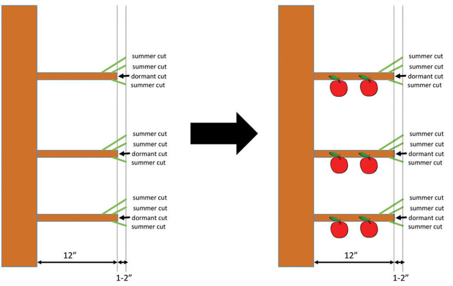 Figure 5: Super Spindle Tree Converted