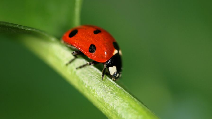 New Solutions-Oriented Program Set To Fill a Need for Biocontrol Users