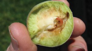 Growers Get New Tool to Help Ground Oriental Fruit Moth