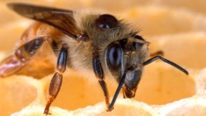 USDA to Investigate Honeybee Disease Controls