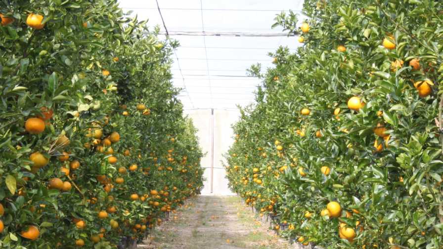 Longtime Florida Ag Influencers Go Back to the Future With New Citrus Endeavor