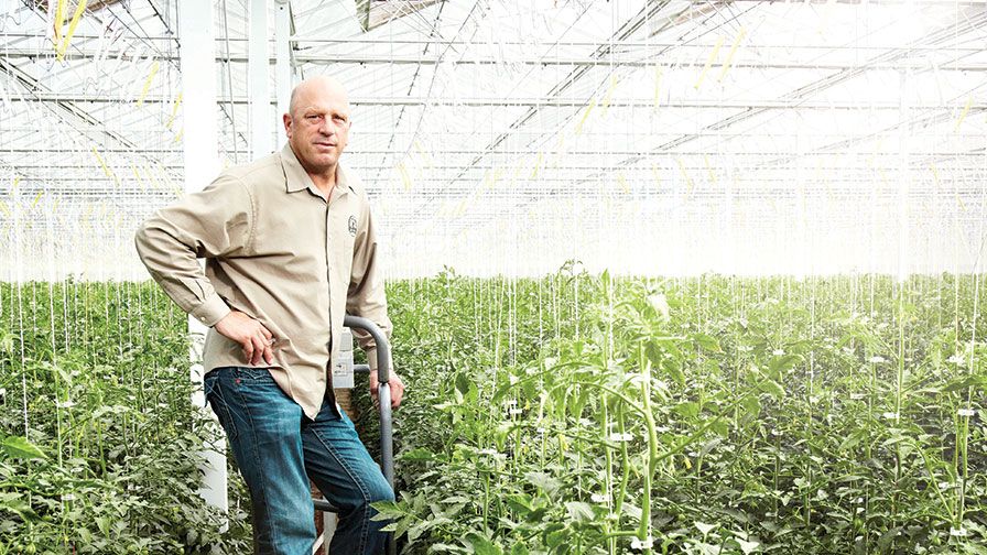 Houweling’s Tomatoes Grows Produce with Mastery Under Glass