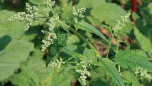 New Organic Burndown Herbicide Available for Fruit and Vegetable Crops