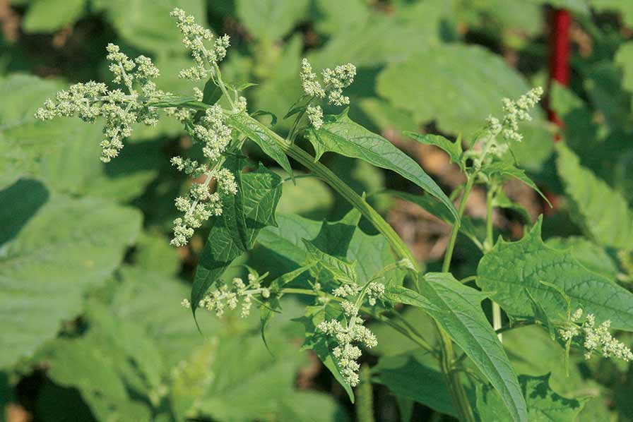 New Organic Burndown Herbicide Available for Fruit and Vegetable Crops