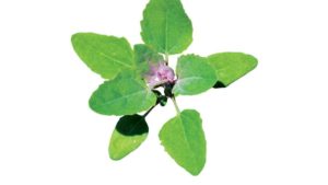 Field Scouting Guide: Common Lambsquarters