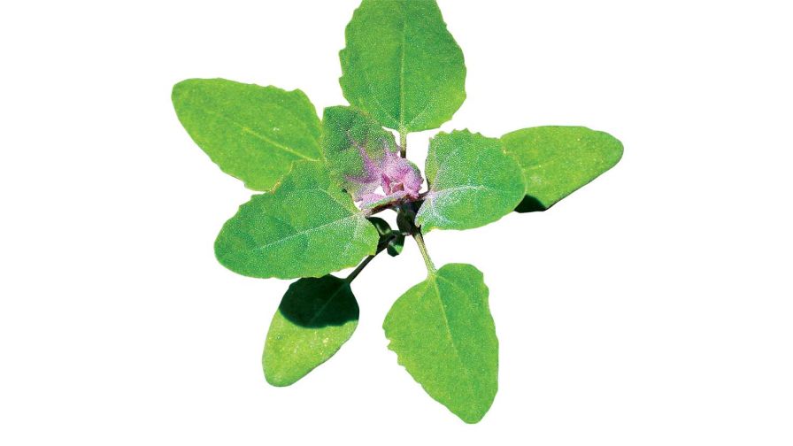 Field Scouting Guide: Common Lambsquarters