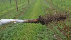 Wet Weather Breeds Phytophthora in Young Apple Plantings