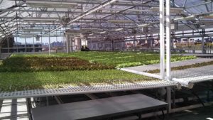 Greenhouse Vegetable Production Systems for Every Grower (ICYMI)