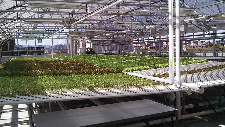 Greenhouse Vegetable Production Systems for Every Grower (ICYMI)