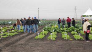 Want to Tour Vegetable Field Trials in California? Here’s What You Need to Know